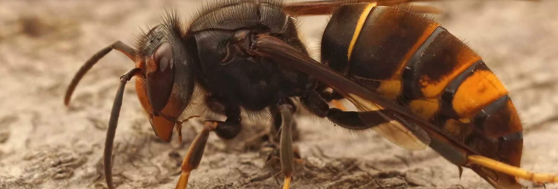 Frelon asiatique Vespa velutina