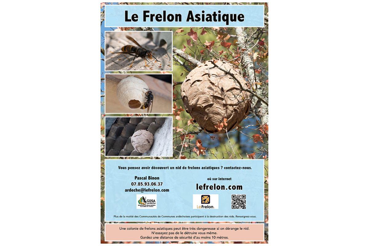 Identification frelon asiatique vs européen