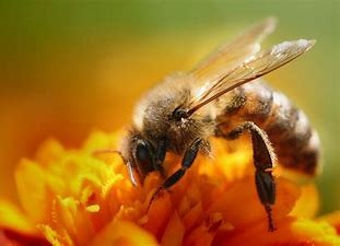 Abeille
