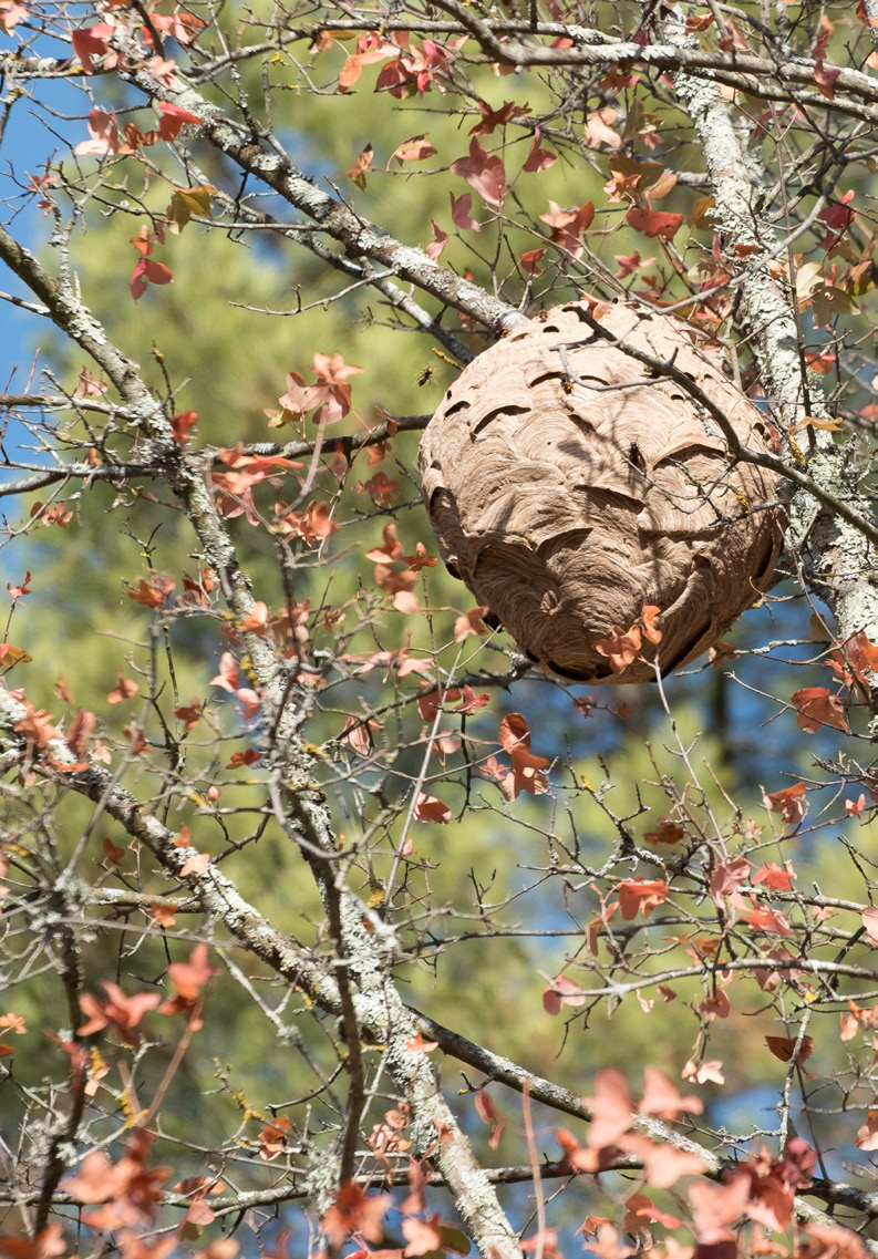 Nid secondaire de frelon asiatique dans un arbre en automne © lefrelon.com / GDSA Ardèche