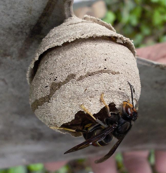 Fondatrice Vespa velutina construisant le nid primaire au printemps © GDSA Ardèche