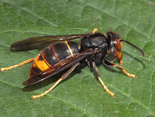 Vespa velutina — profil, pattes jaunes caractéristiques © GDSA Ardèche